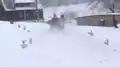 Skikjöring in Rehefeld / Erzgebirge