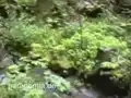Im Elbsandsteingebirge - Von Rathewalde nach Rathen - Der Amselgrund