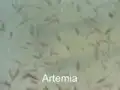 fischfutterprofi.de: Lebende Artemia, rot