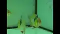 Schmetterlingsbuntbarsche