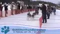 Schlittenhunderennen in Nassau (Erzgebirge)