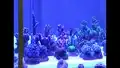 Korallen - Aquaristikmesse in Wien