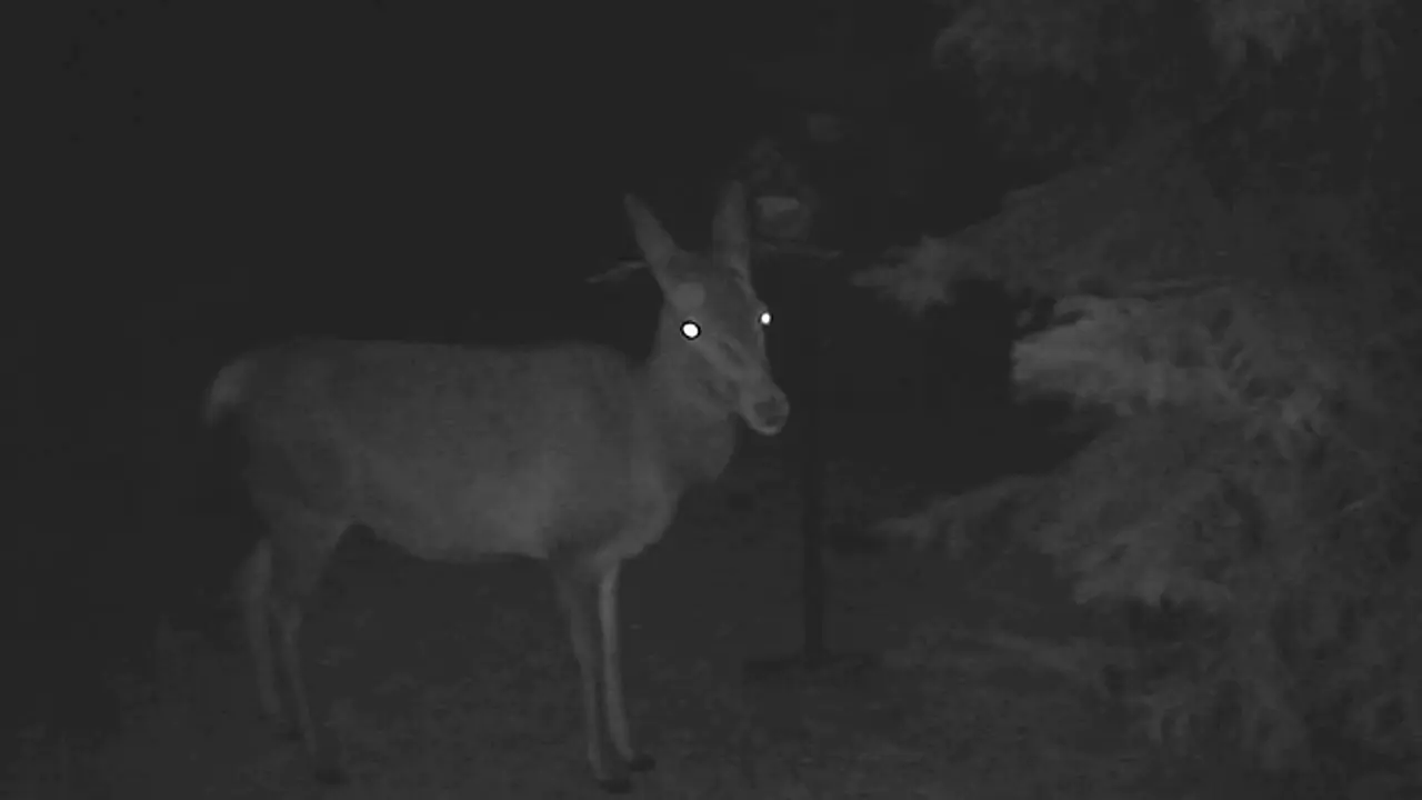 Foto: Holzhauer Nachtleben - Hirsch frisst Vogelhaus leer