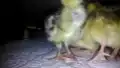 Einen Tag alte Wachtelküken unter einer Bruja-Wärmeplatte