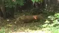 Löwen in der Großkatzenauffangstation - Wildpark Johannismühle Baruth