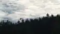 Kalken des Waldbodes mit Helicopter