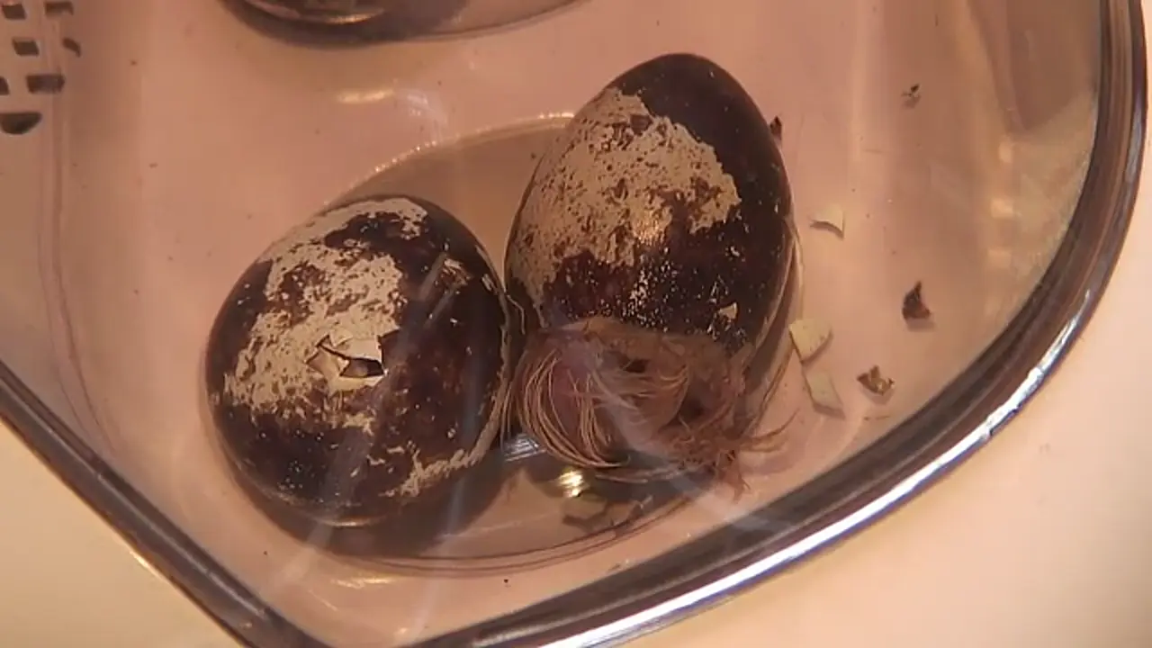 Foto: Wachtelküken beim Schlüpfen - Zeitraffervideo