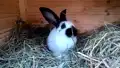 Kaninchen Deutsche Riesenschecken: Mike