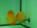 Diskusbuntbarsche beim Laichen (2)