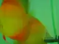 Diskusbuntbarsche beim Laichen (3)