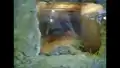 Mäuse in ihrem Bau - Zoo Dresden