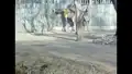 Bei den Zebras und Giraffen im Zoo Dresden
