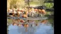 Zoo Dresden - Flamingos und ein Geier
