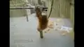 Orang Utans im Zoo Dresden
