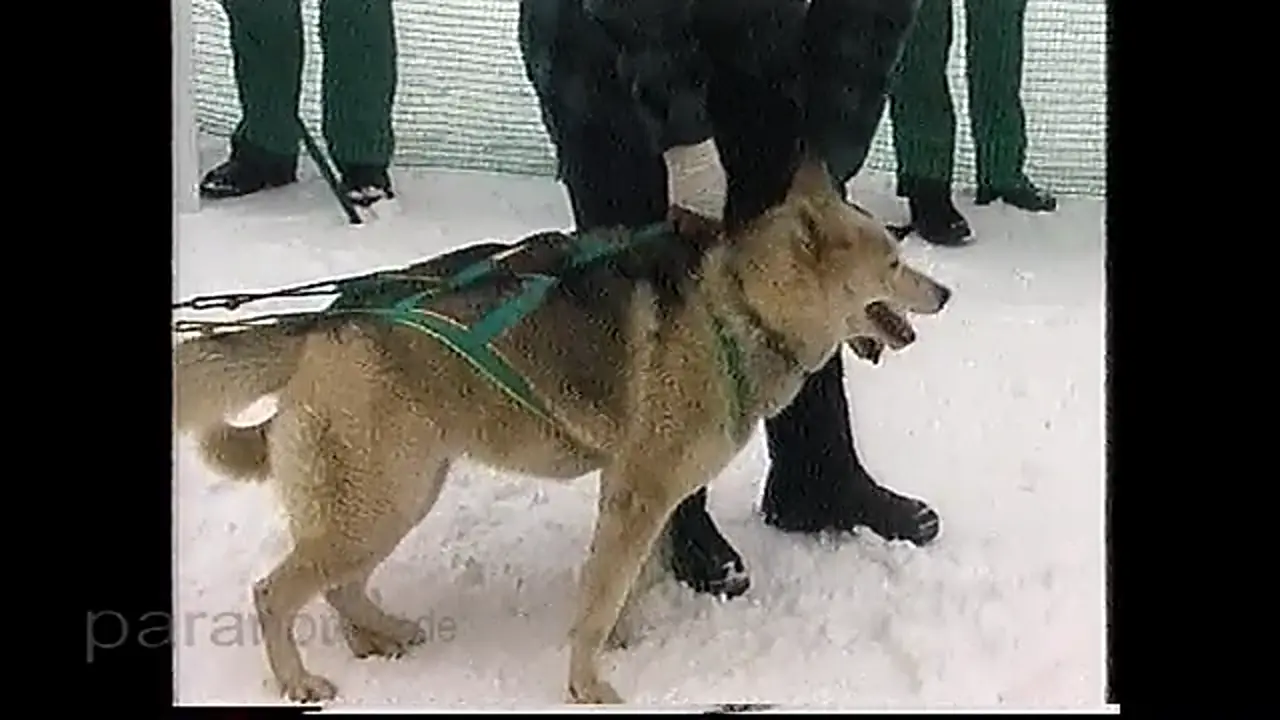 Foto: Schlittenhunderennen in Holzhau Erzgebirge 2001 (Version 2021)