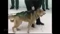 Schlittenhunderennen in Holzhau Erzgebirge 2001 (Version 2021)