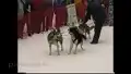 Startszene beim Schlittenhunderennen 2001 (7)